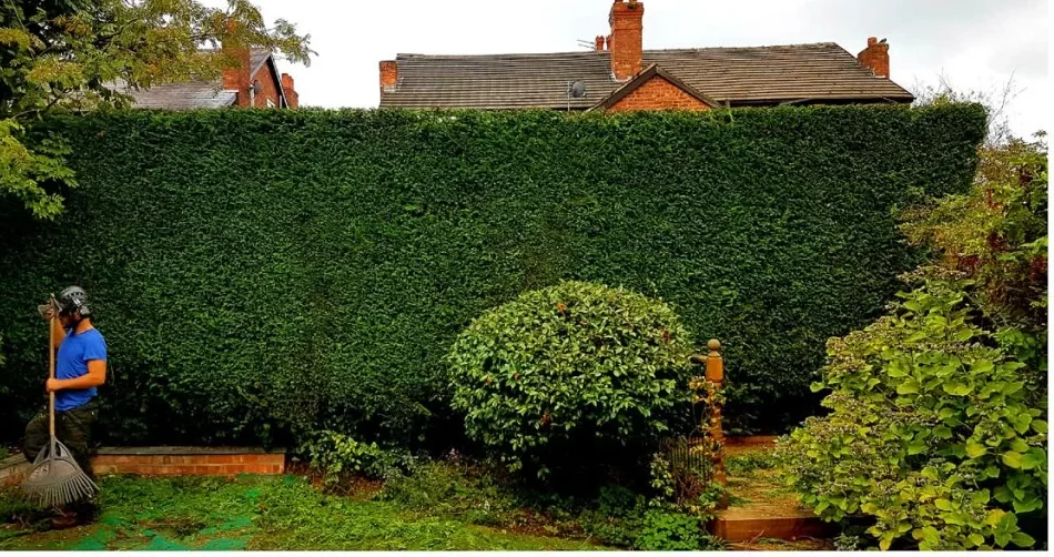 before-after-trim-2-1024×1024-3-e1745665907318.webp